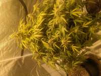 Expert Seeds Mimosa Lemon Auto - foto de Spoony