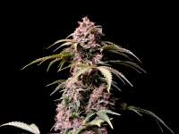 Fast Buds Company Amnesia Zkittlez Auto - foto de turbourbo