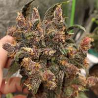 Fast Buds Company Blackberry - foto de Conradthepeaceful