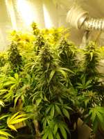 Imagen de Ganjagrandaddy (Blue Dream Matic)