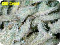 Fast Buds Company CBD Crack - foto de JustinSanDiego