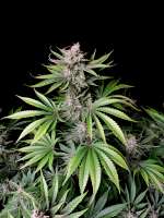 Fast Buds Company Cherry Cola Auto - foto de turbourbo