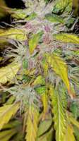 Fast Buds Company Crystal Meth - foto de stezzy