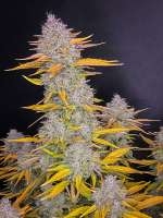 Fast Buds Company Gorilla Cookies Auto - foto de turbourbo