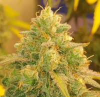 Imagen de truare (Gorilla Glue)