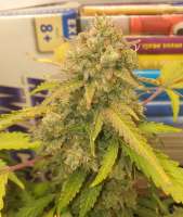 Imagen de truare (Gorilla Glue)