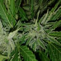 Imagen de Quebec710 (Grapefruitmatic)