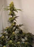 Fast Buds Company Moby Dick Auto - foto de Grow4releaf