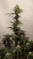 Imagen de Grow4releaf (Moby Dick Auto)