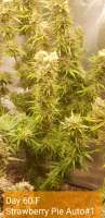 Fast Buds Company Strawberry Pie Auto - foto de Ganjagrandaddy