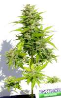 Fatbush Seeds AK47 Autoflowering - foto de irishgrower