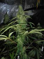 Imagen de PineapplePunch (Hawaiian Sativa)