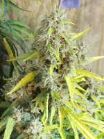 Imagen de tropics (Hawaiian Sativa)