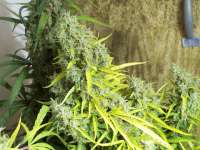 Imagen de tropics (Hawaiian Sativa)