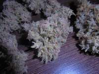 Imagen de PineapplePunch (Hawaiian Sativa)