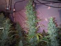 Imagen de TankAbbott (Island Sweet Skunk)