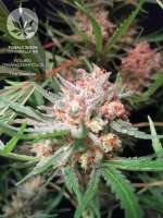 Female Seeds C99 - foto de pineappleltd