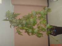 Female Seeds C99 Hybrid - foto de JAHJAHChildren