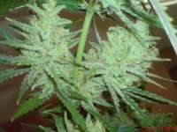 Female Seeds C99 Hybrid - foto de JAHJAHChildren