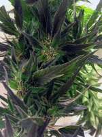 Imagen de Ransomnia (Easy Sativa)