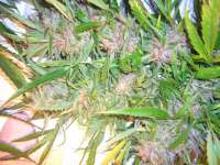 Female Seeds Easy Sativa - foto de Roadkill420