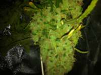 Female Seeds Lemon Kush - foto de jayblay