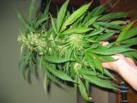 Female Seeds Outdoor C99 - foto de Roadkill420