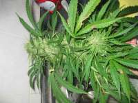 Female Seeds Outdoor C99 - foto de Roadkill420