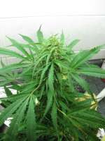 Female Seeds Outdoor C99 - foto de Roadkill420