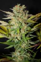 Female Seeds Pure AK - foto de majicx