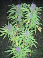 Imagen de Roadkill420 (Purple Power)