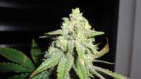 Female Seeds White Widow - foto de FreedomGarden