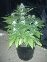 Imagen de gimboid25 (White Widow x Big Bud)