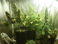 Flash Seeds Kush van Stitch - foto de ianinon