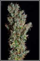 Flying Dutchmen The original Haze - foto de admin