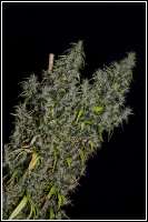 Flying Dutchmen The original Haze - foto de admin