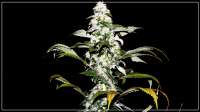 French Touch Seeds Deedee - foto de scrog