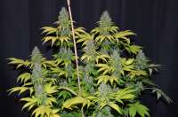 G13 Labs Blueberry Gum - foto de 420vizions