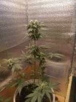 G13 Labs Pineapple Express Auto - foto de green7clean