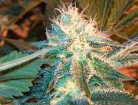 Imagen de 1NATURESFINEST (Raw Diesel)