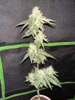 G13 Labs Strawberry Eclair - foto de PubbaFarms