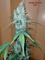 GB Strains Gorilla 4 Fast - foto de JudasChrist