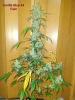 GB Strains Gorilla 4 Fast - foto de JudasChrist