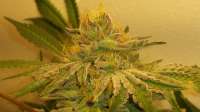 Gage Green Genetics Mendo Breath F3 VM - foto de Medfinder