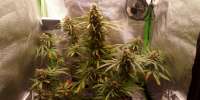 Garden of Green Violet Kush Auto - foto de GanjaGenerator