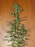 Gea Seeds Black Kush 98 - foto de AKAMIHEL