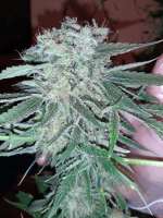 Gea Seeds Bubble Fruit - foto de Mountainheroes