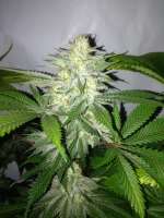 Gonzo Seeds White Narco V2 - foto de Gonzoseeds