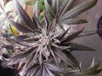 Gooey Breeder Seeds Pure Gooey - foto de Gooeybush