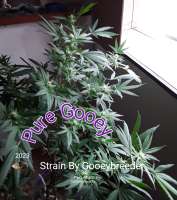 Gooey Breeder Seeds Pure Gooey - foto de Gooeybush